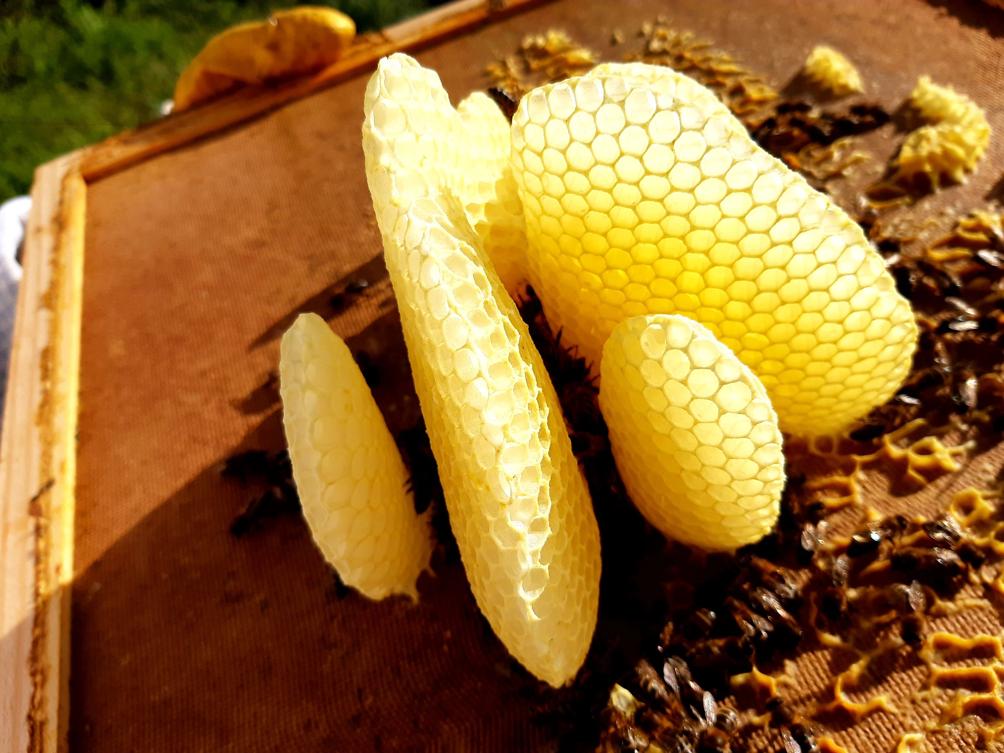 180832540_338366004296006_3473218962755787951_n