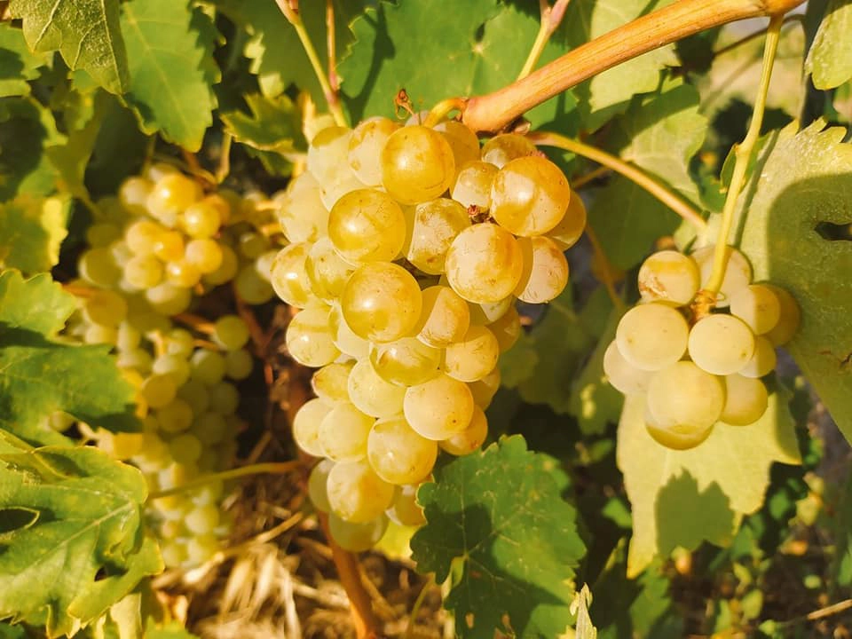 245134963_2924017094504380_1528953316657704179_n