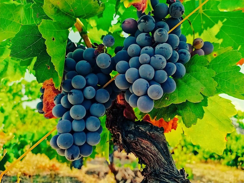 245198005_2924017044504385_7722435130646559385_n