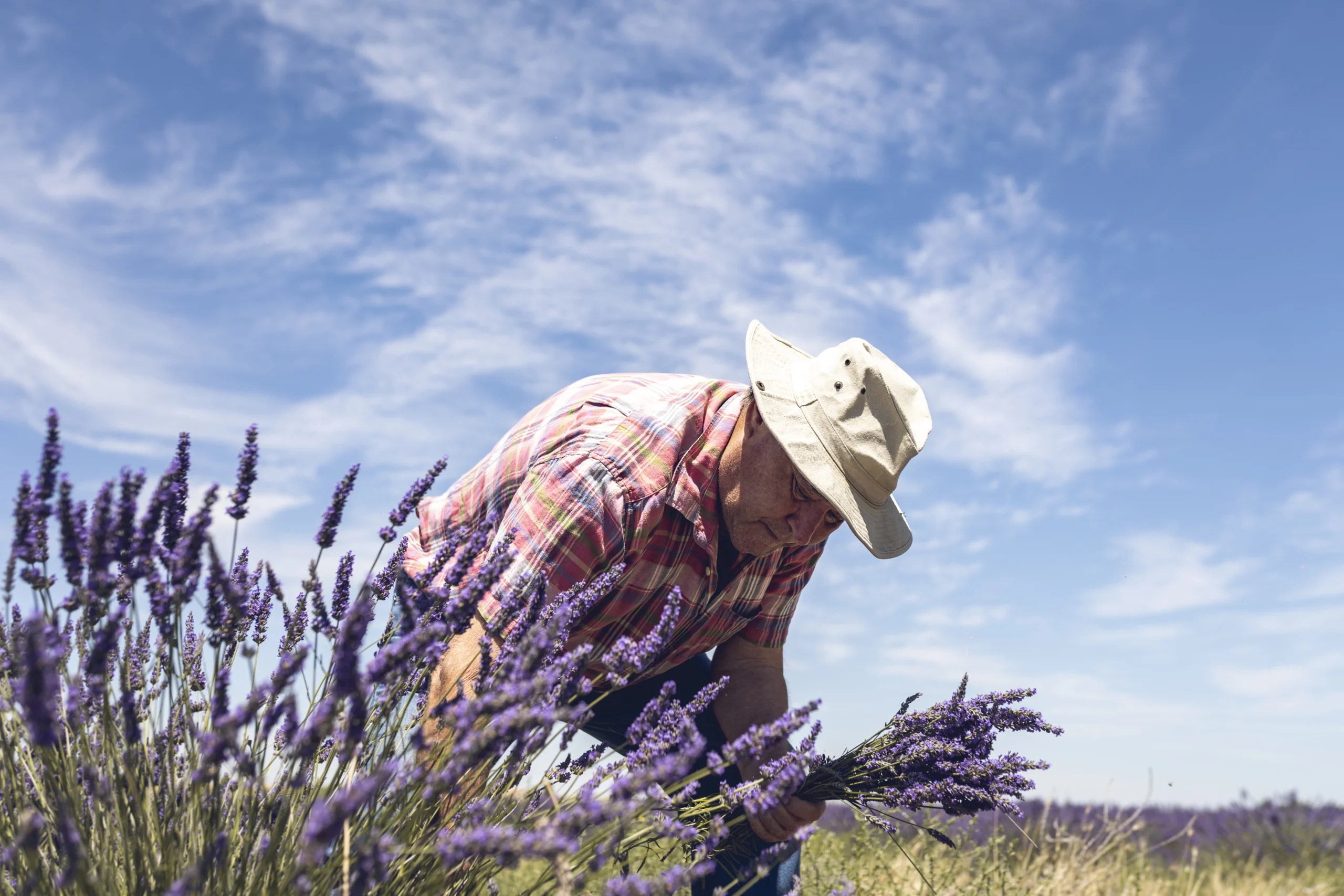 productores de productos naturales con lavanda