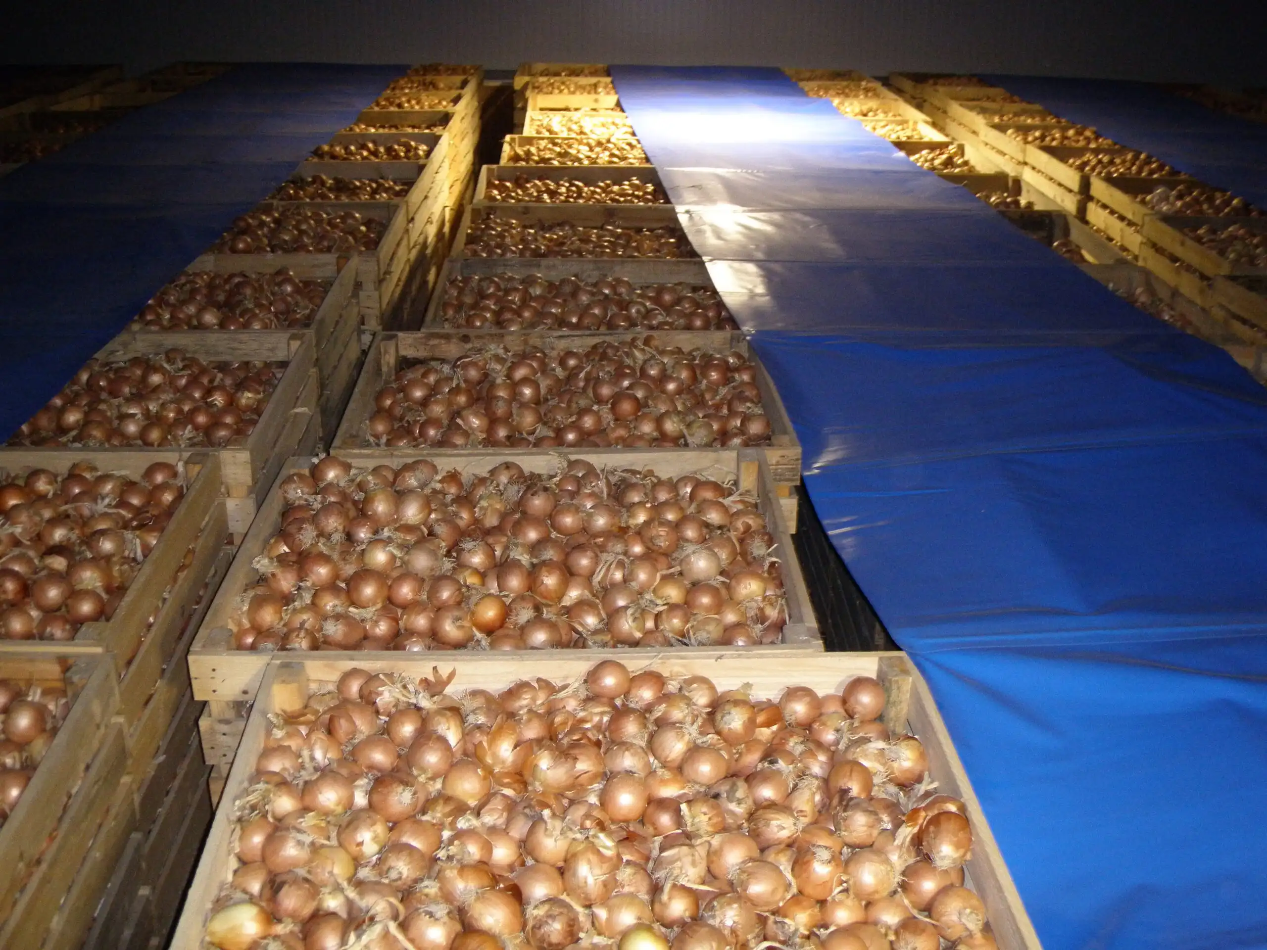 cebollas-de-avila-hormoba