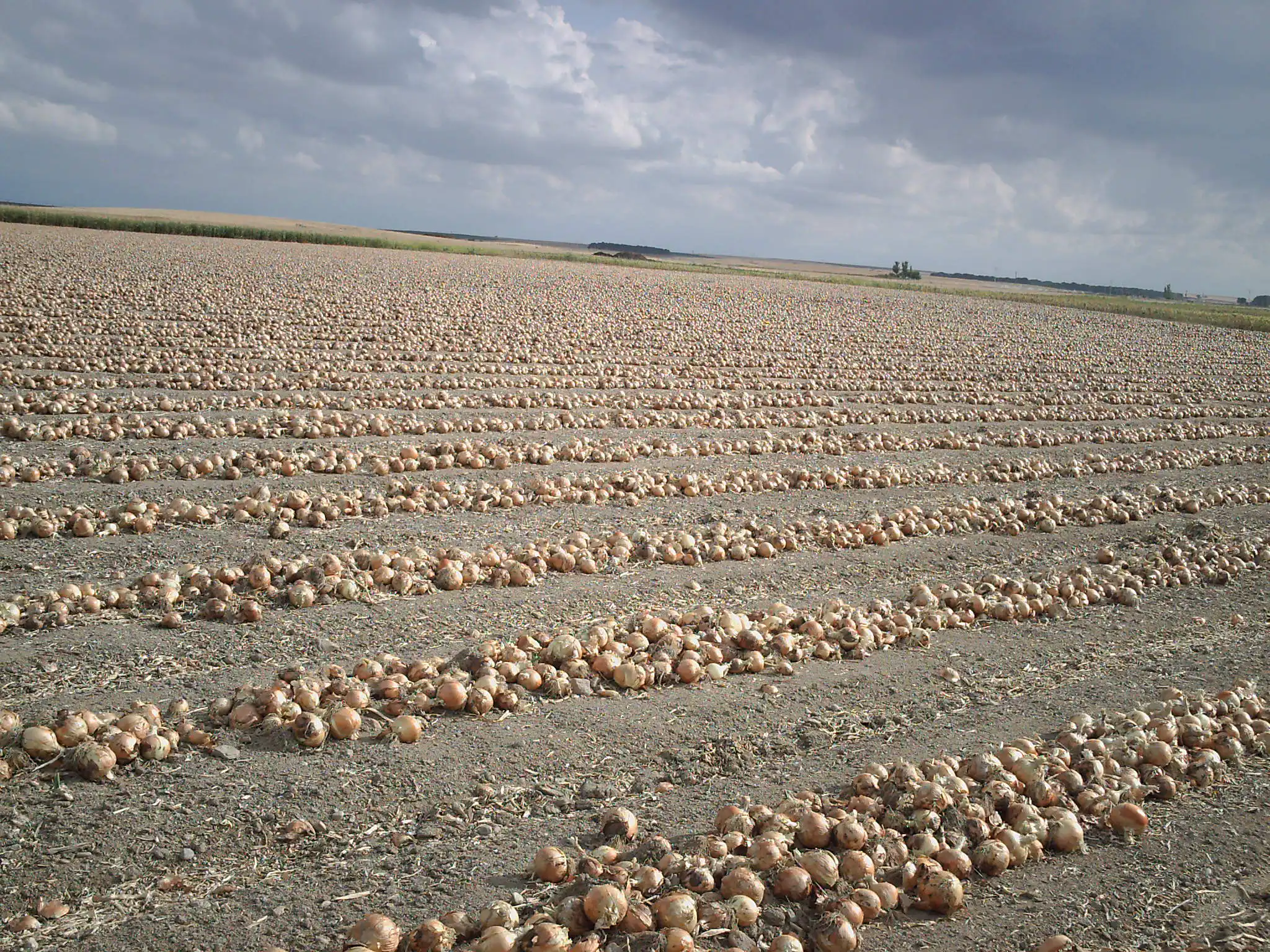 cebollas-hormoba-avila