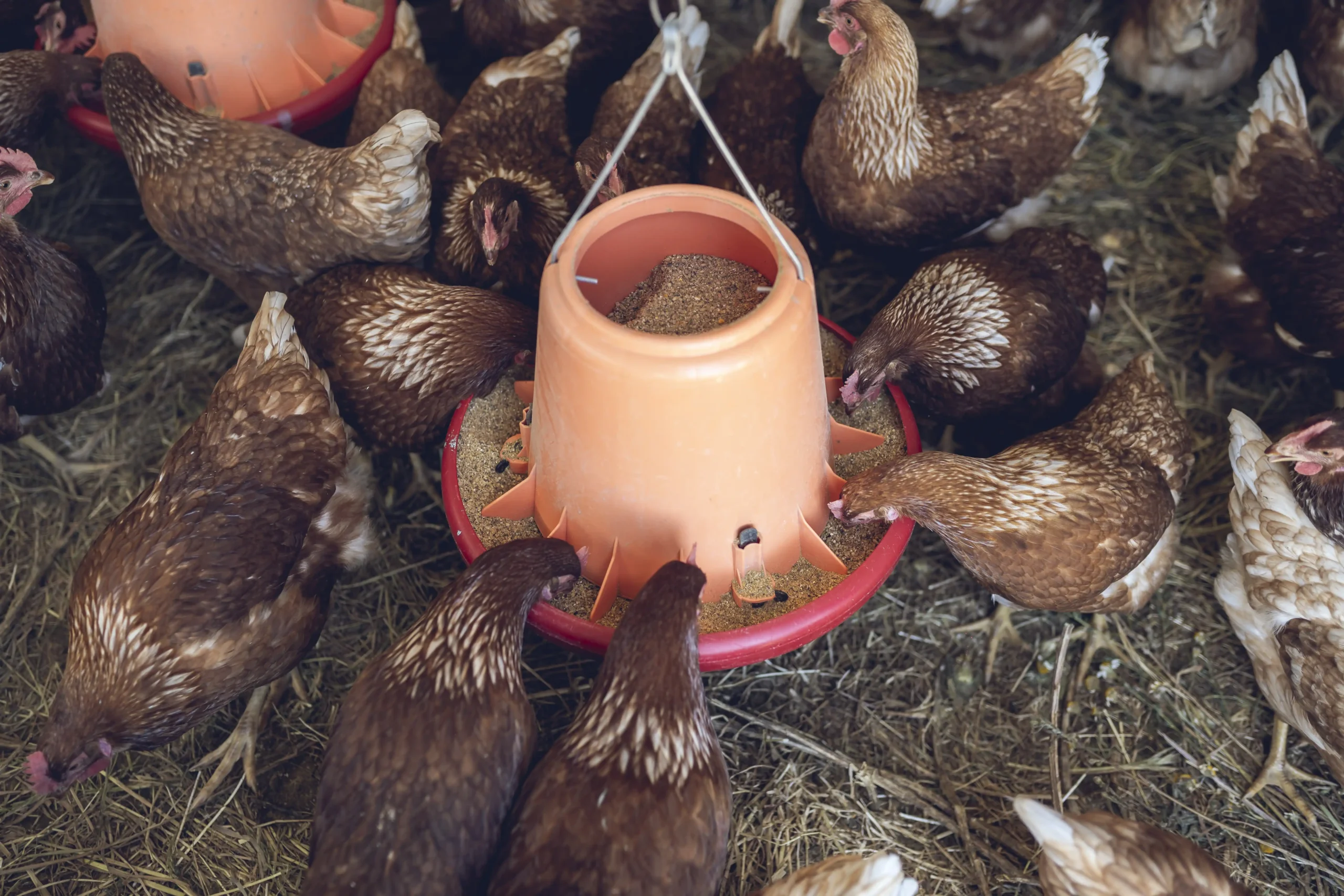 Gallinas comiendo de Granjas Teco
