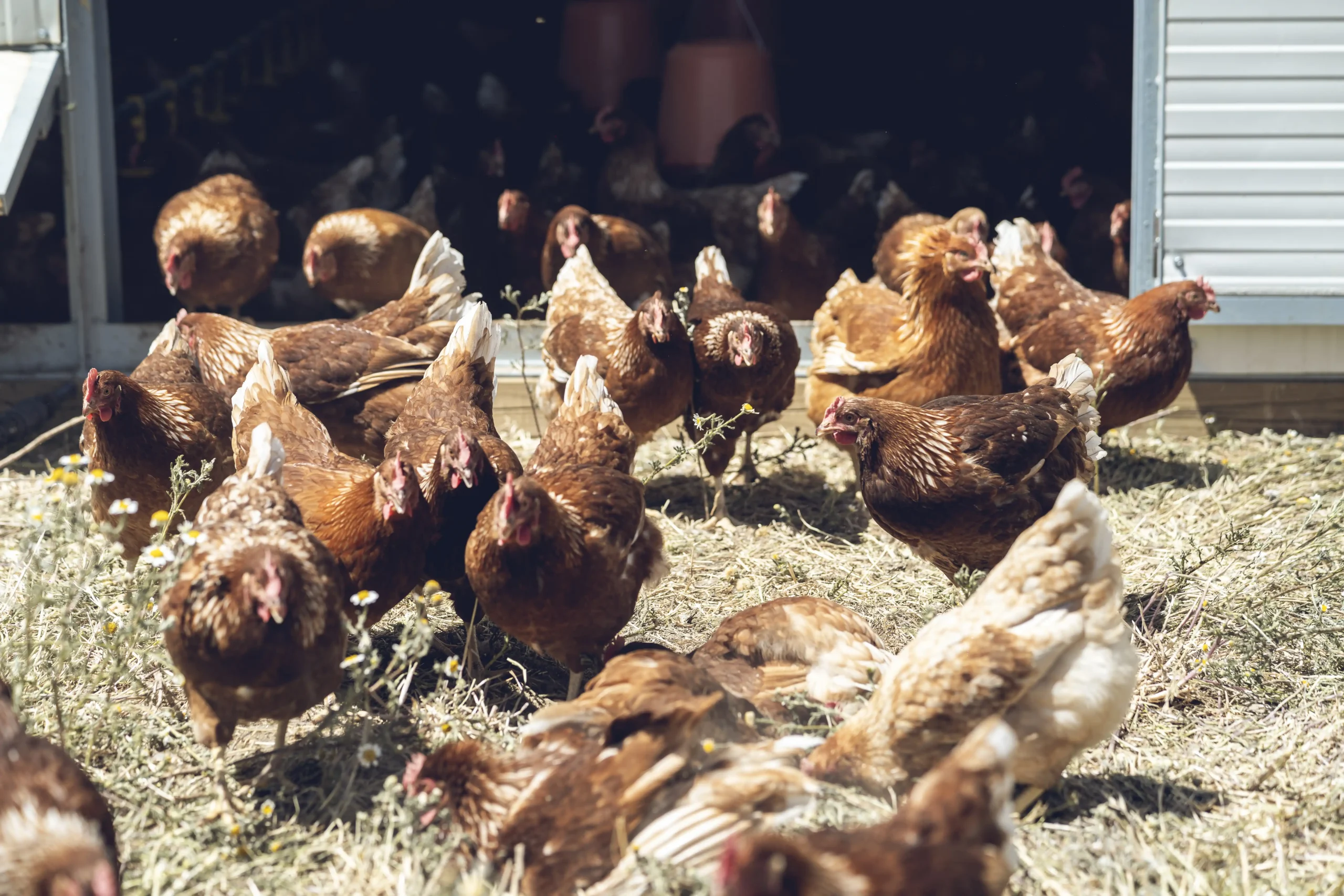 Gallinas en libertad de Granjas Teco