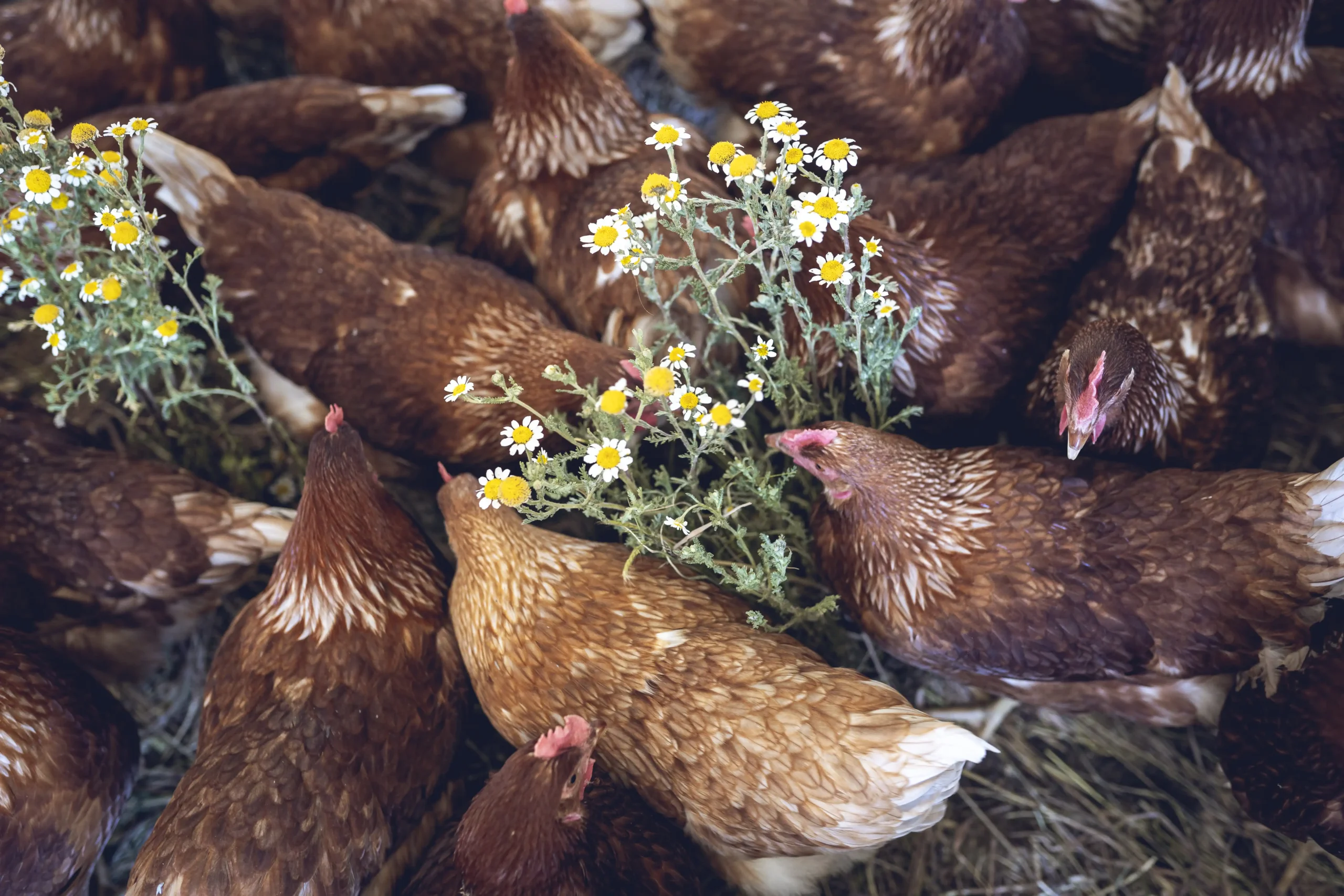 Gallinas de Granjas Teco
