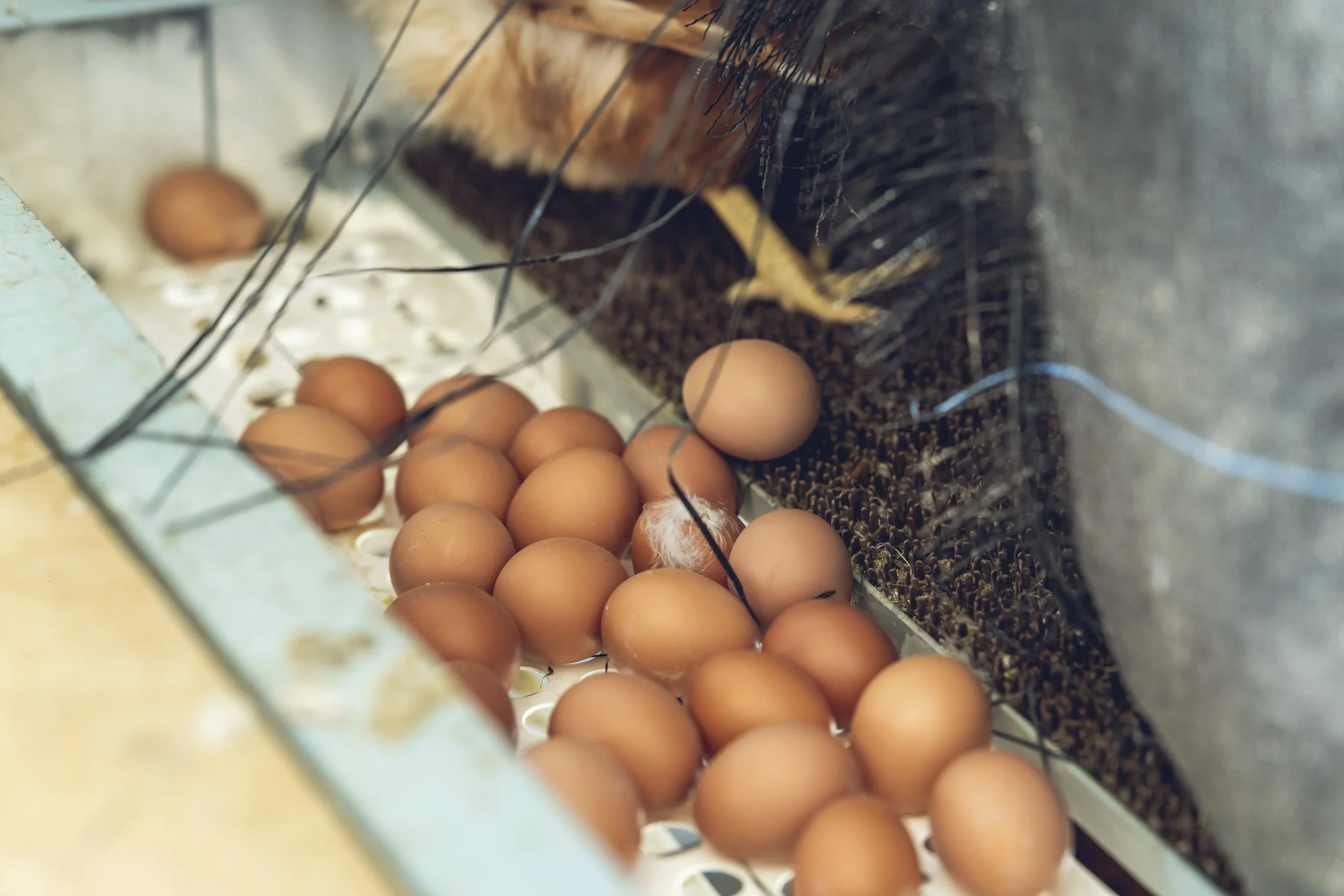 huevos ecológicos de Granjas Teco