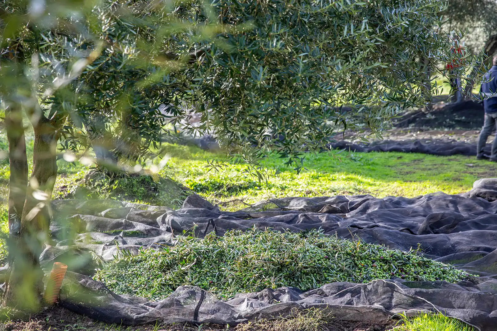 olivos-asociación-olivareros-del-sur-de-avila