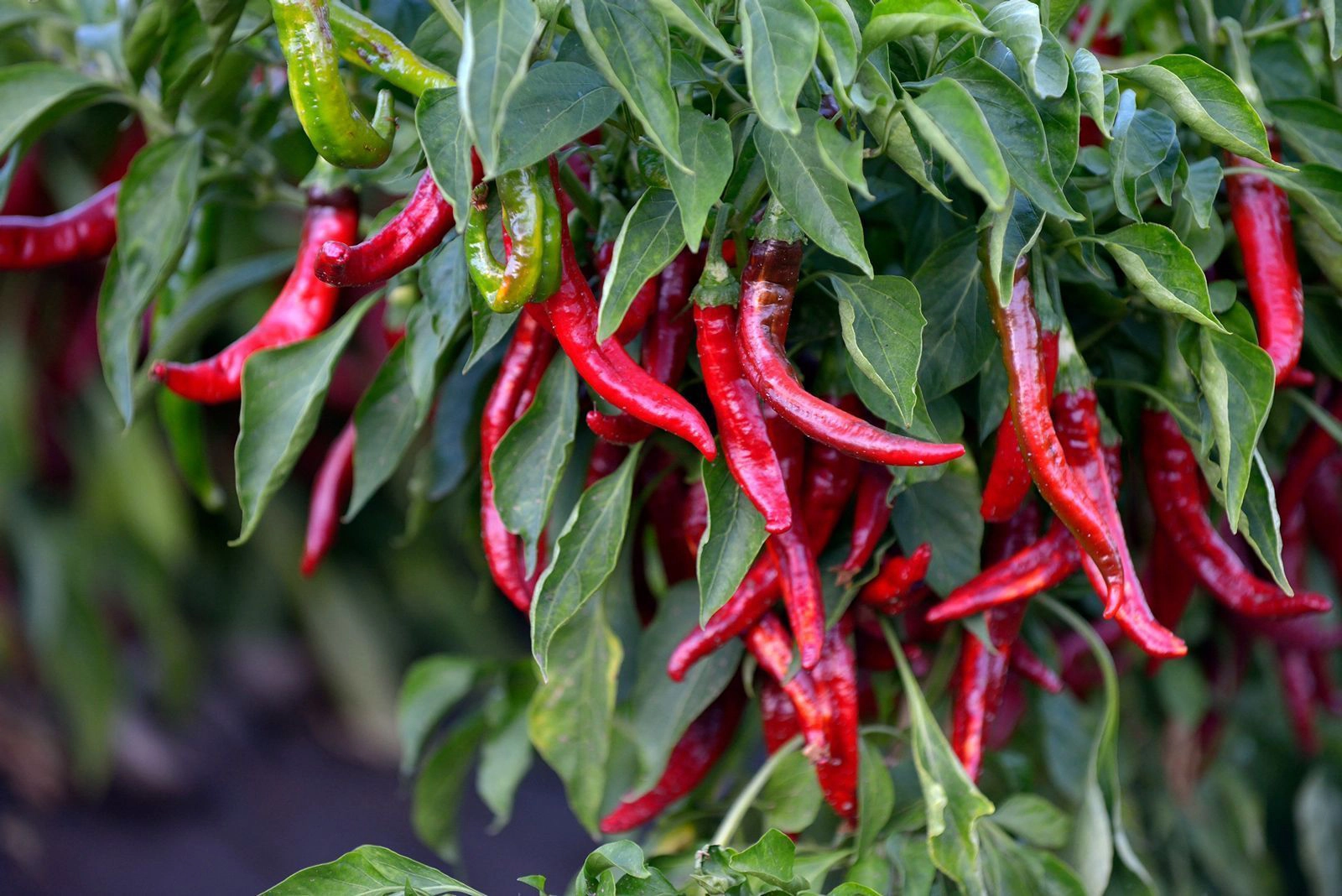 pimenton-ahumado-candeleda