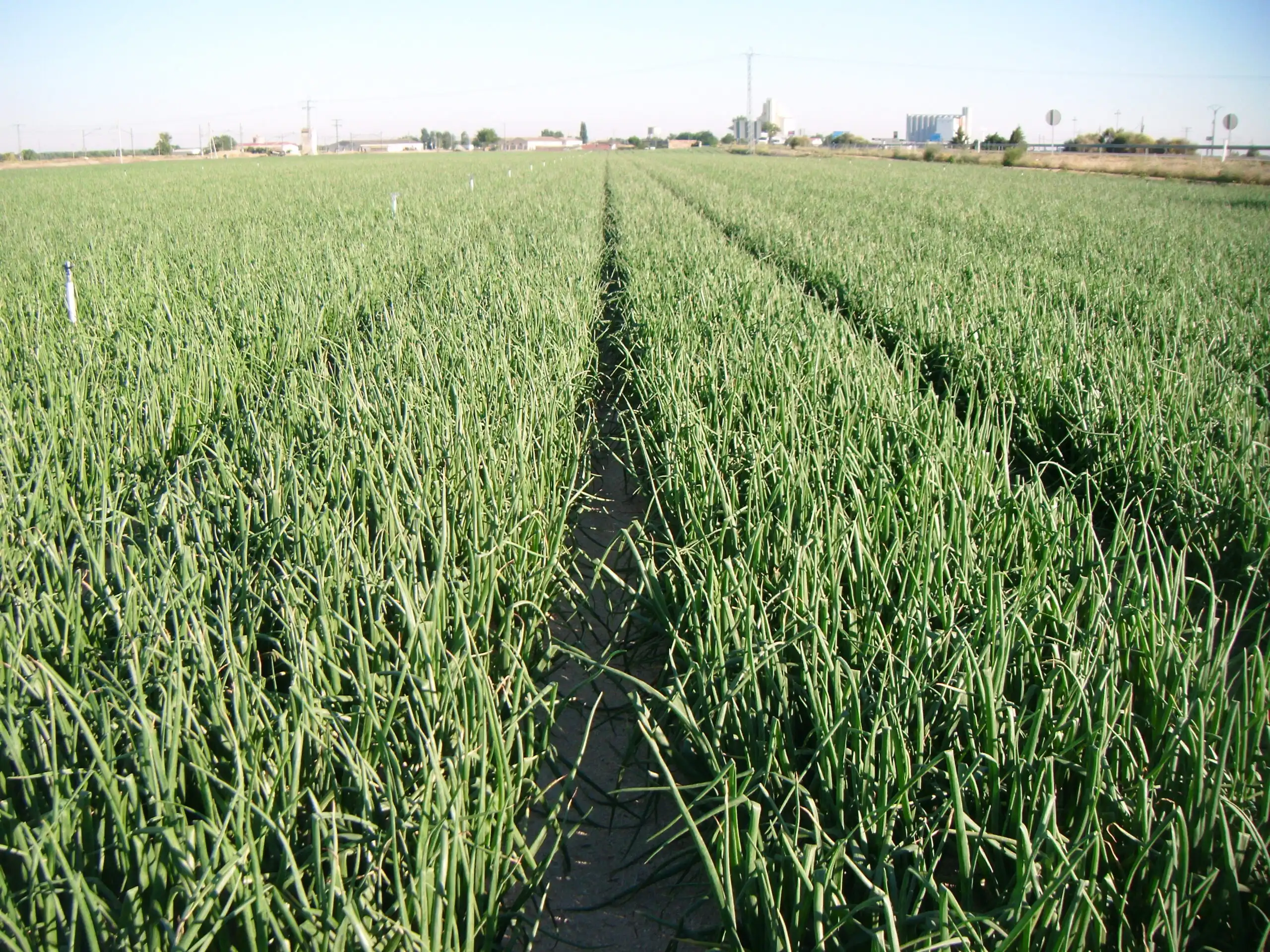 plantacion-cebolla-hormoba