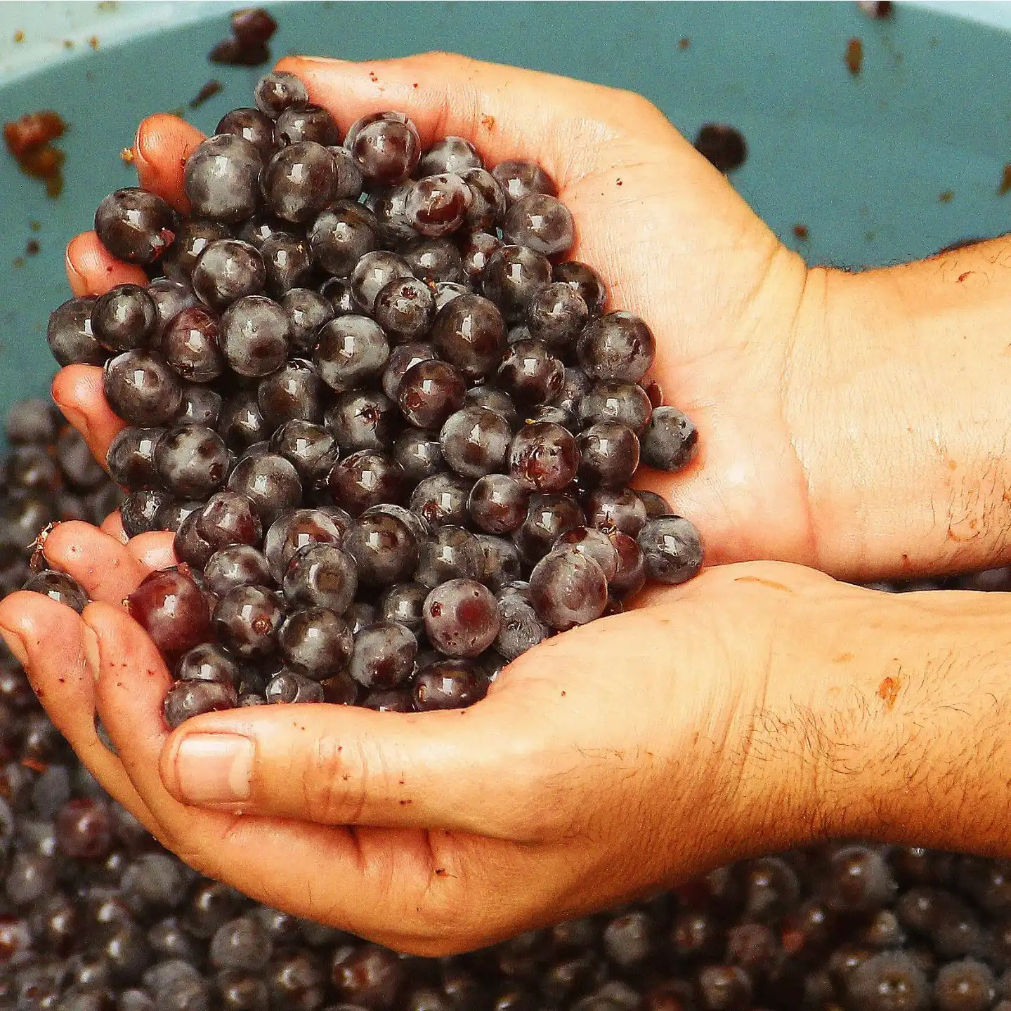 uvas-tempranillo-bodegas-chato-gañan