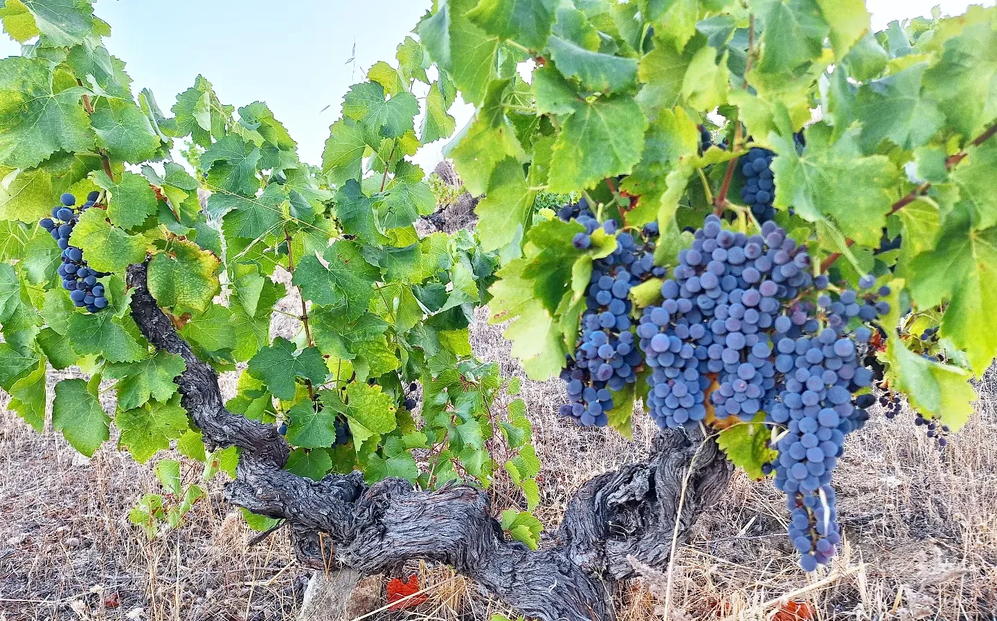 viñedos-bodegas-chato-gañan