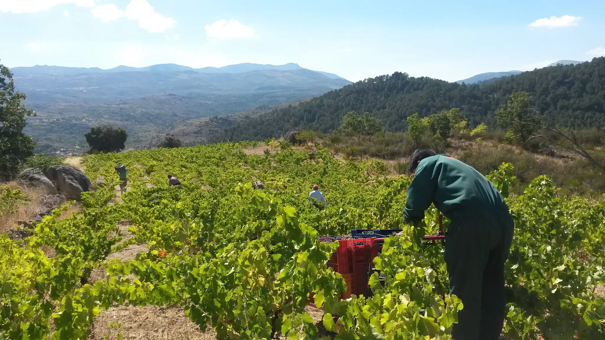 viñedos-bodegas-diez-delirios-dop-cebreros