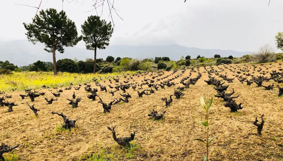 viñedos-bodegas-nietos-de-señora-maria