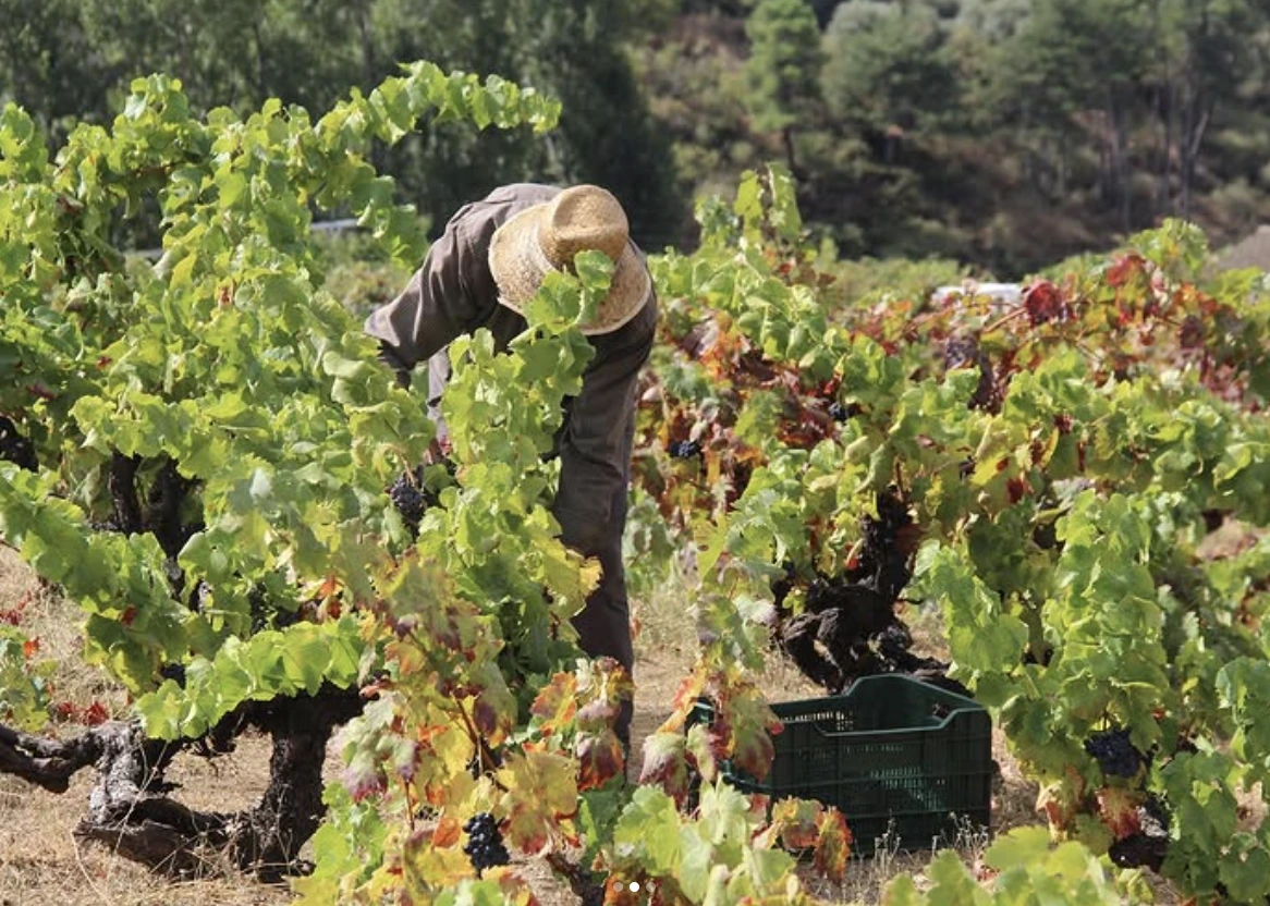 Enoturismo cerca de Madrid