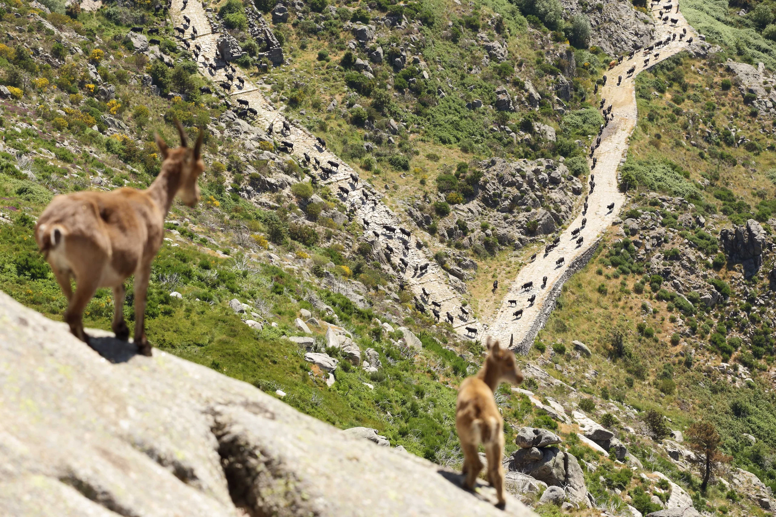 trashumancia de verano en la provincia de avila