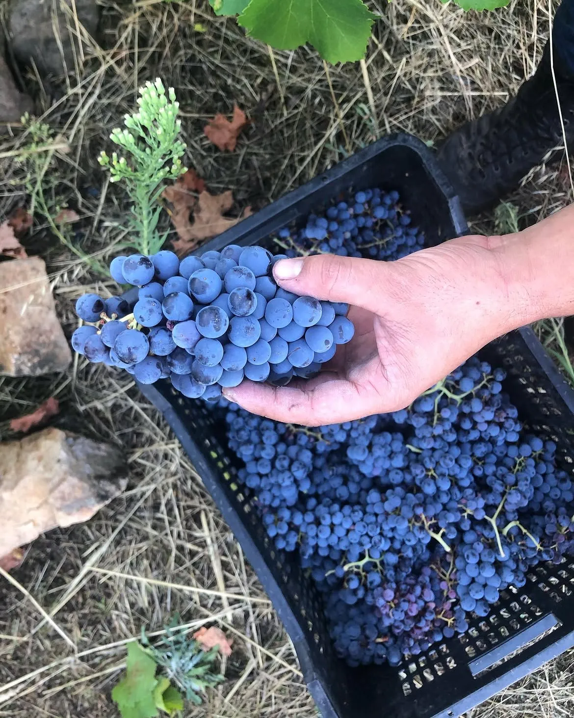 Uvas de Bodega Garganta del Organista
