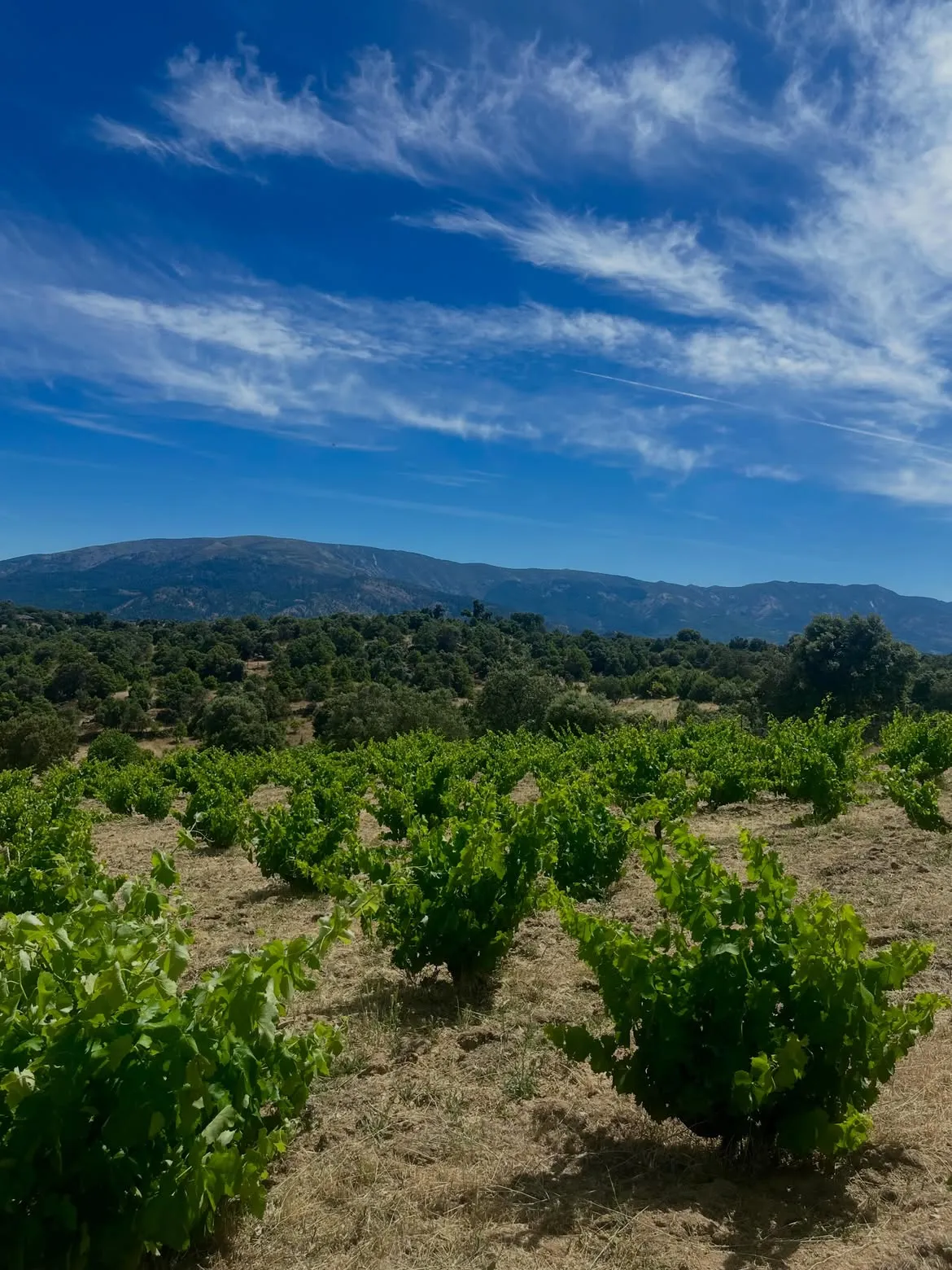 bodega-garganta-del-organista-viñedos